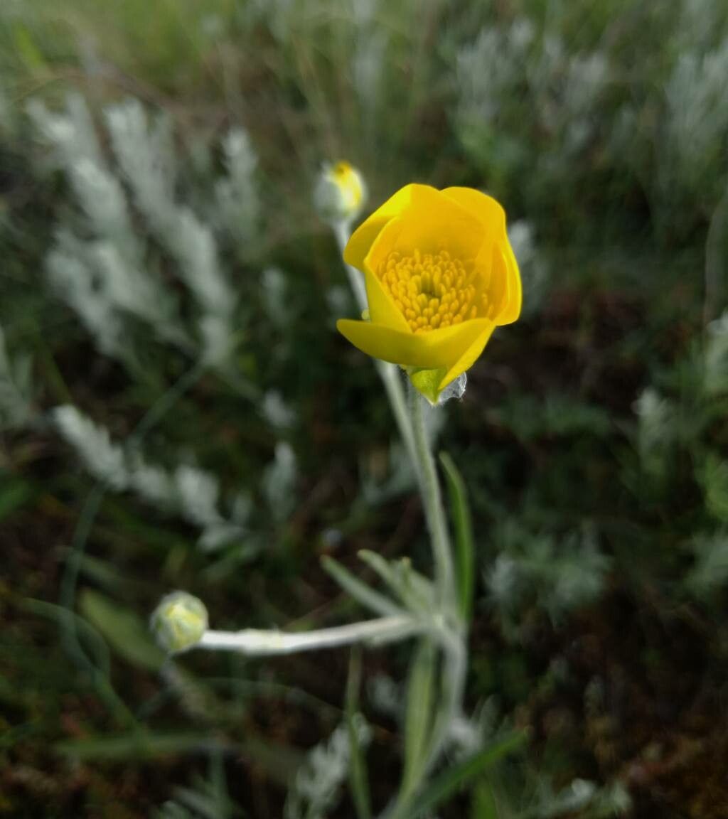 Ranunculus illyricus flower