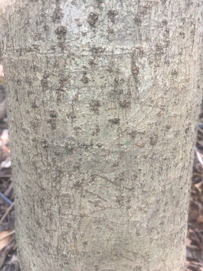 Dendropanax cuneatus bark