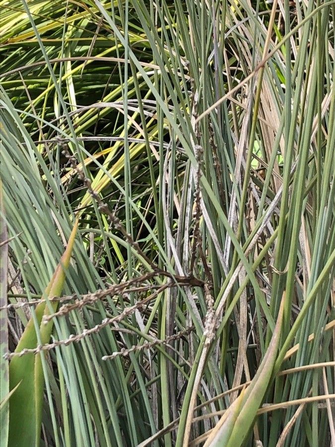 Beaucarnea hookeri flower