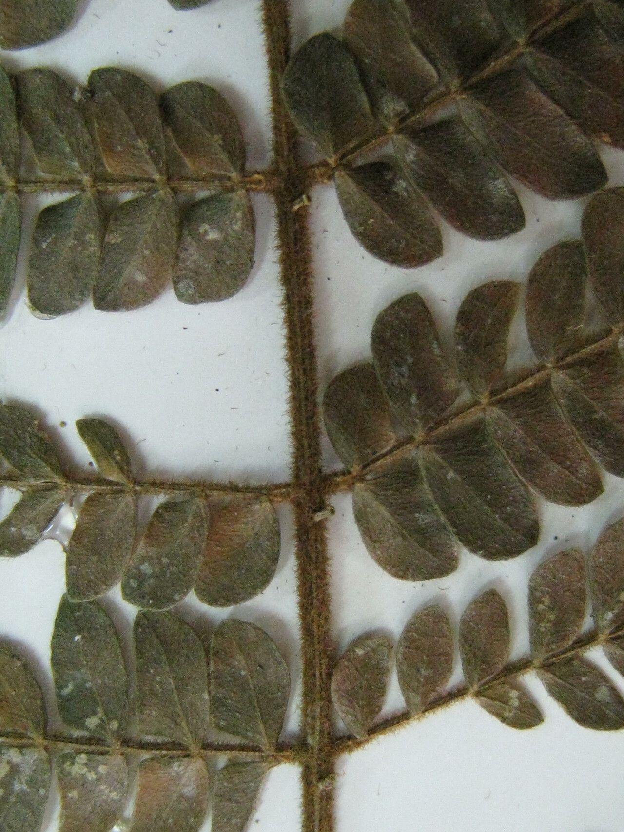 Jupunba barbouriana other