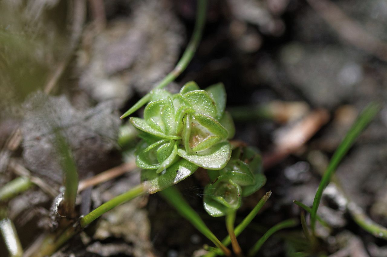 Elatine brochonii fruit