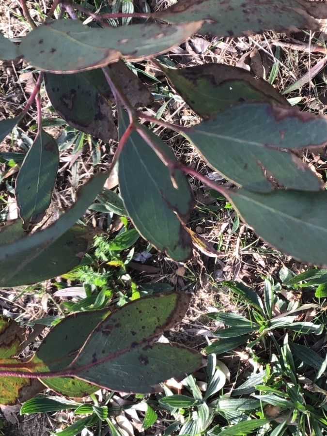 Eucalyptus sideroxylon — search result for 'Myrtaceae'