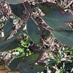 Eucalyptus sideroxylon