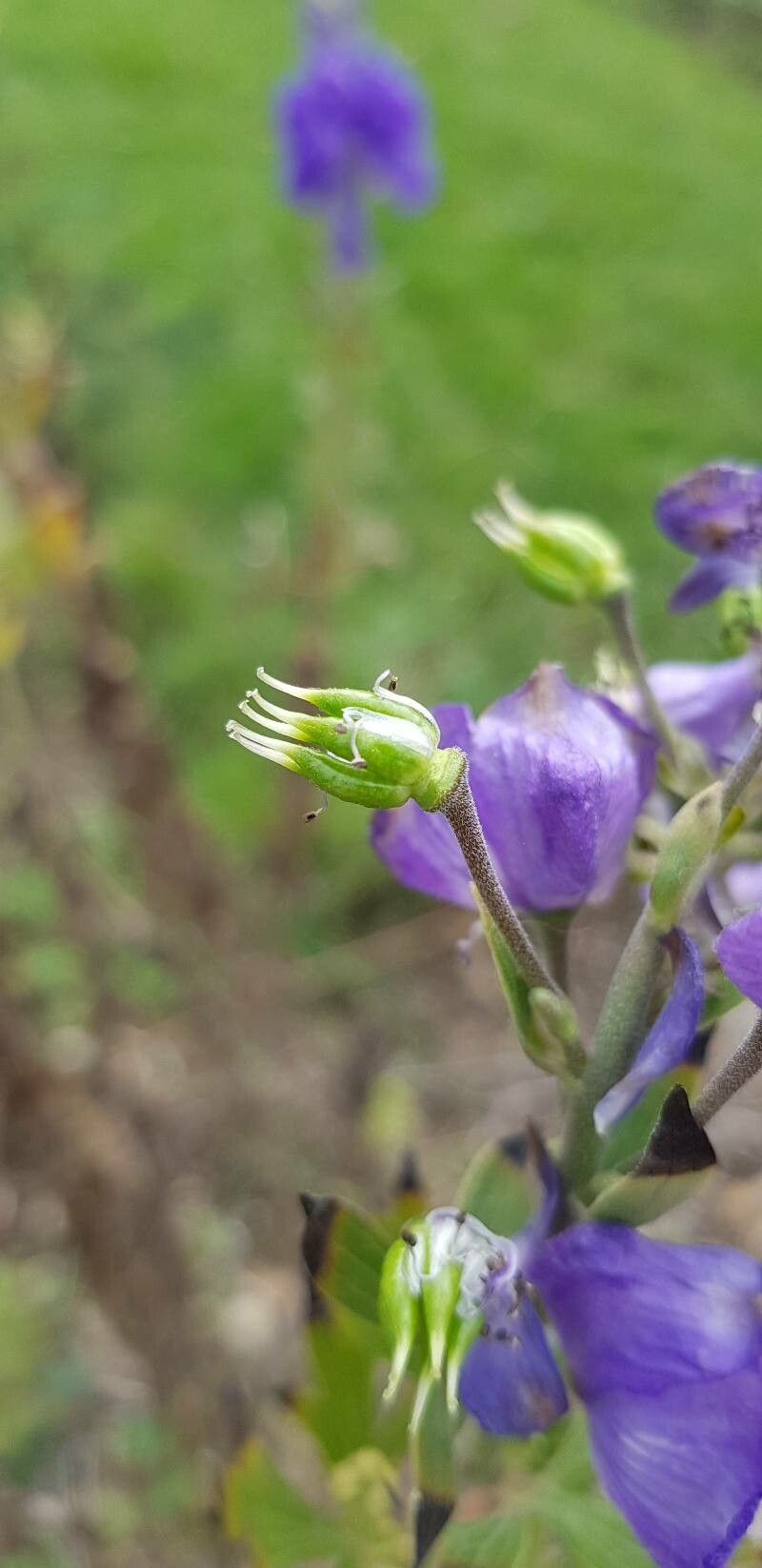 Aconitum carmichaelii fruit