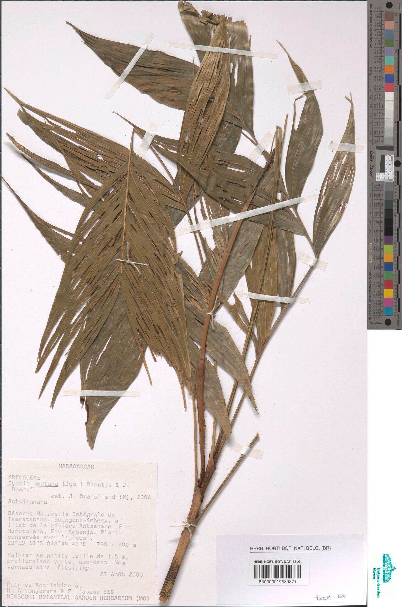 Dypsis montana — houseplant care guide