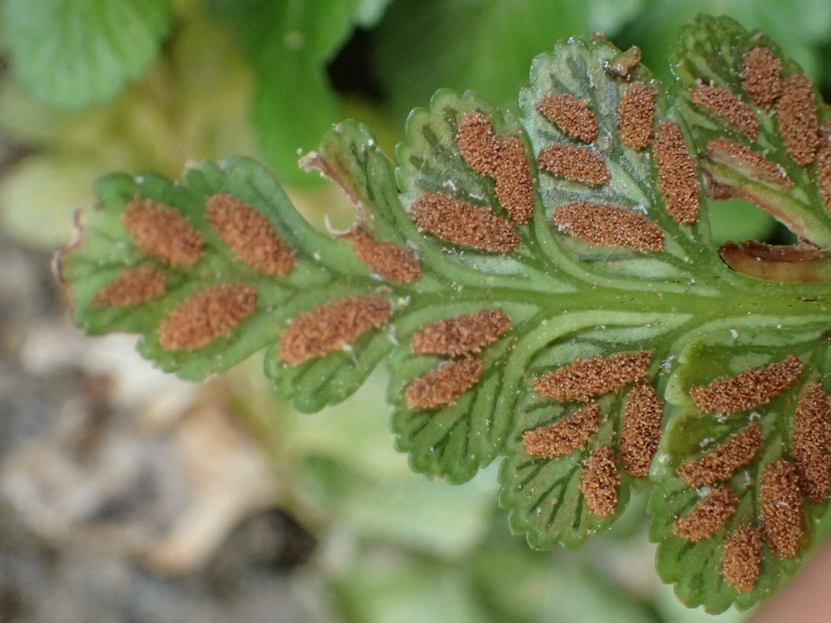 Asplenium marinum fruit