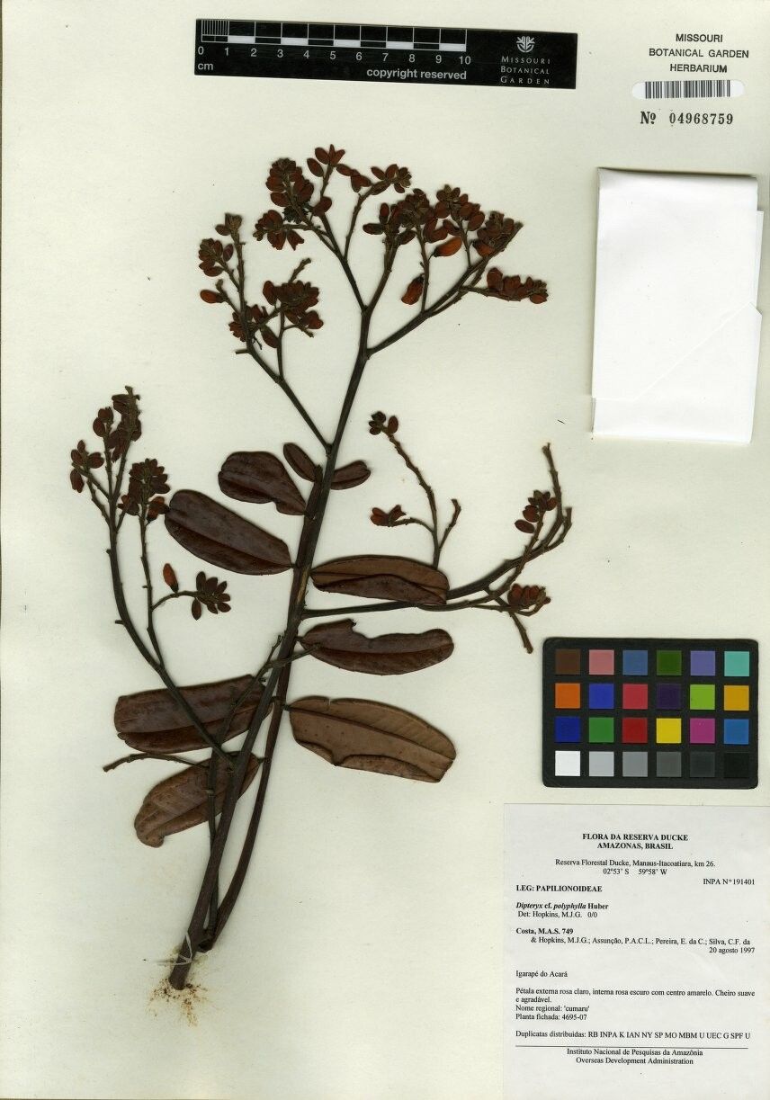 Dipteryx polyphylla — houseplant care guide