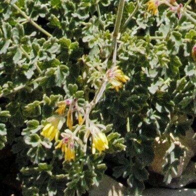 Thalictrum foetidum flower