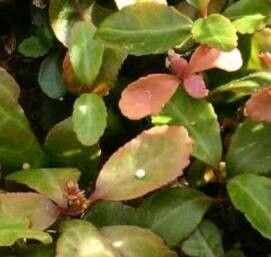 Kalanchoe usambarensis — houseplant care guide