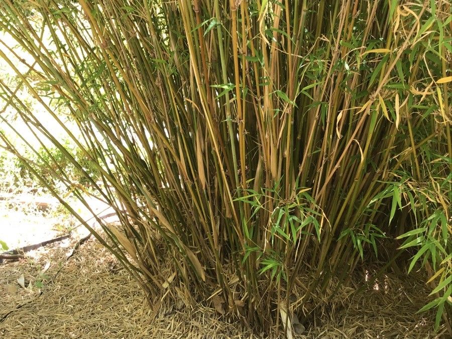 Himalayacalamus asper bark