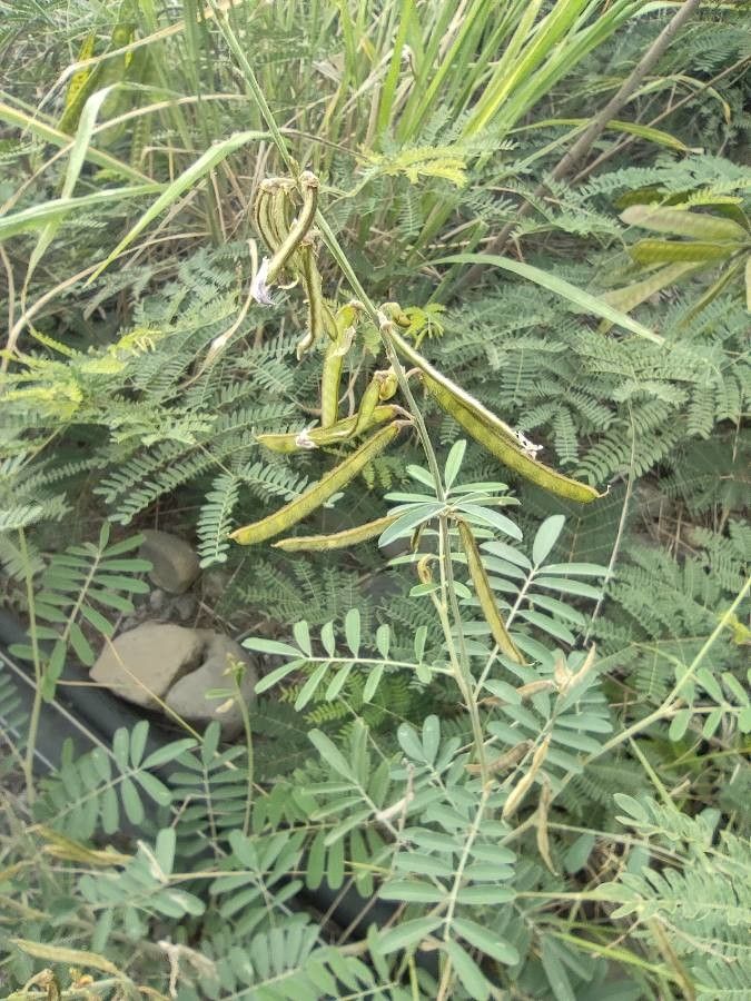 Tephrosia noctiflora fruit