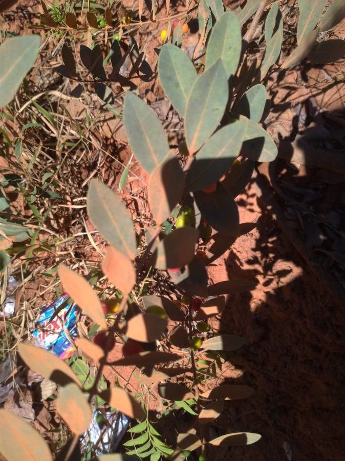 Eugenia punicifolia — search result for 'Eugenia'