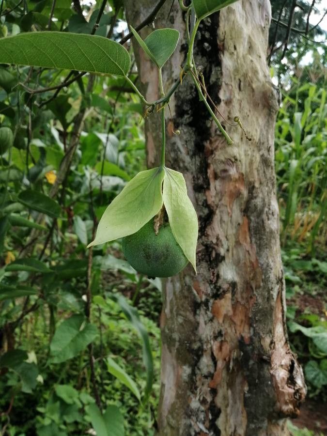 Passiflora maliformis fruit