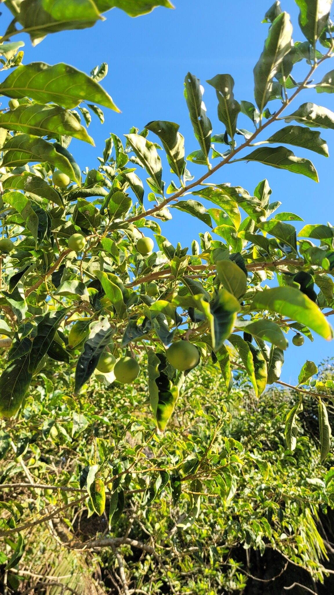 Solanum pseudoquina fruit