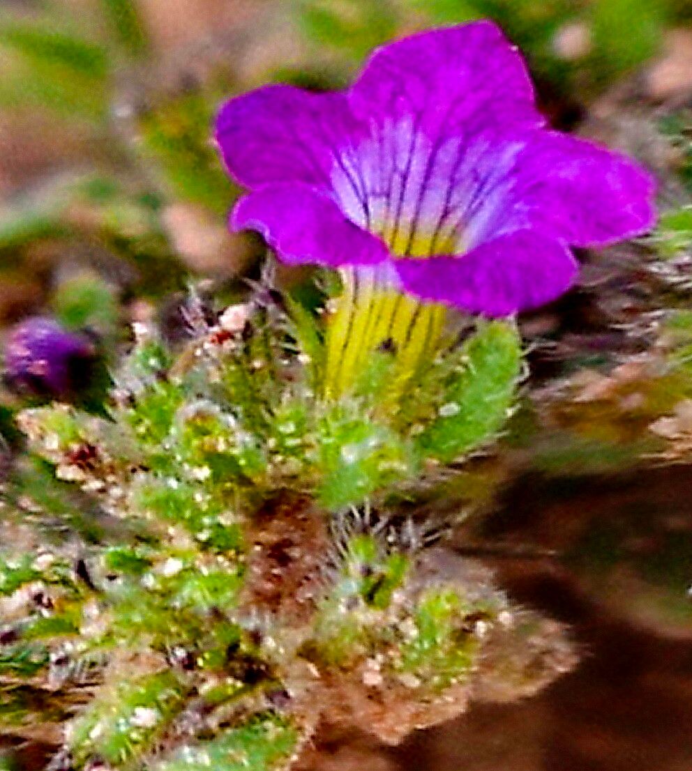 Nama hispida — related species from the same genus