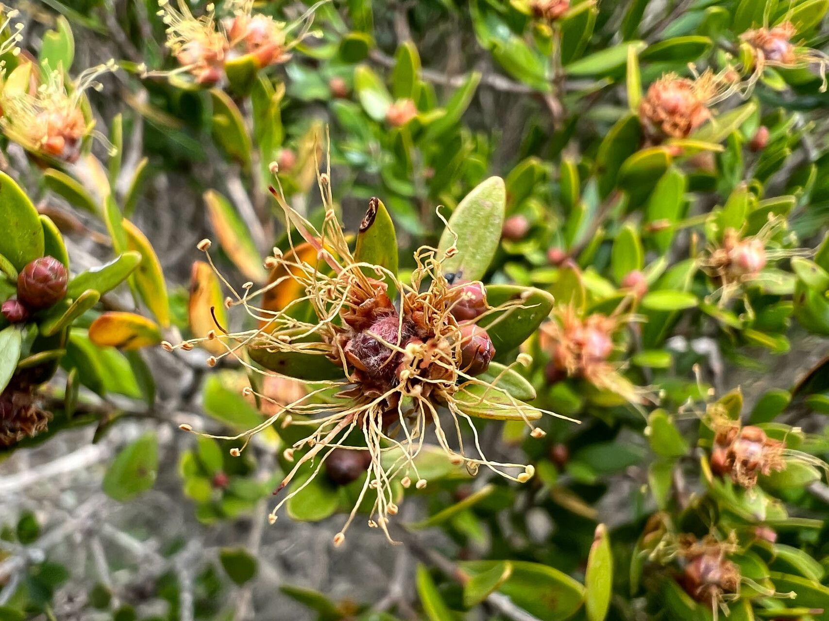 Melaleuca brevisepala flower