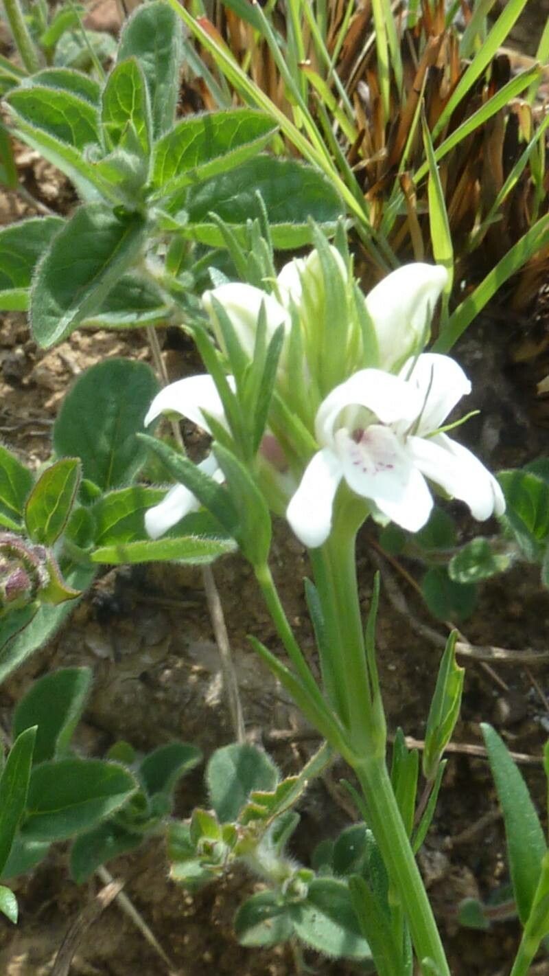 Justicia calyculata flower