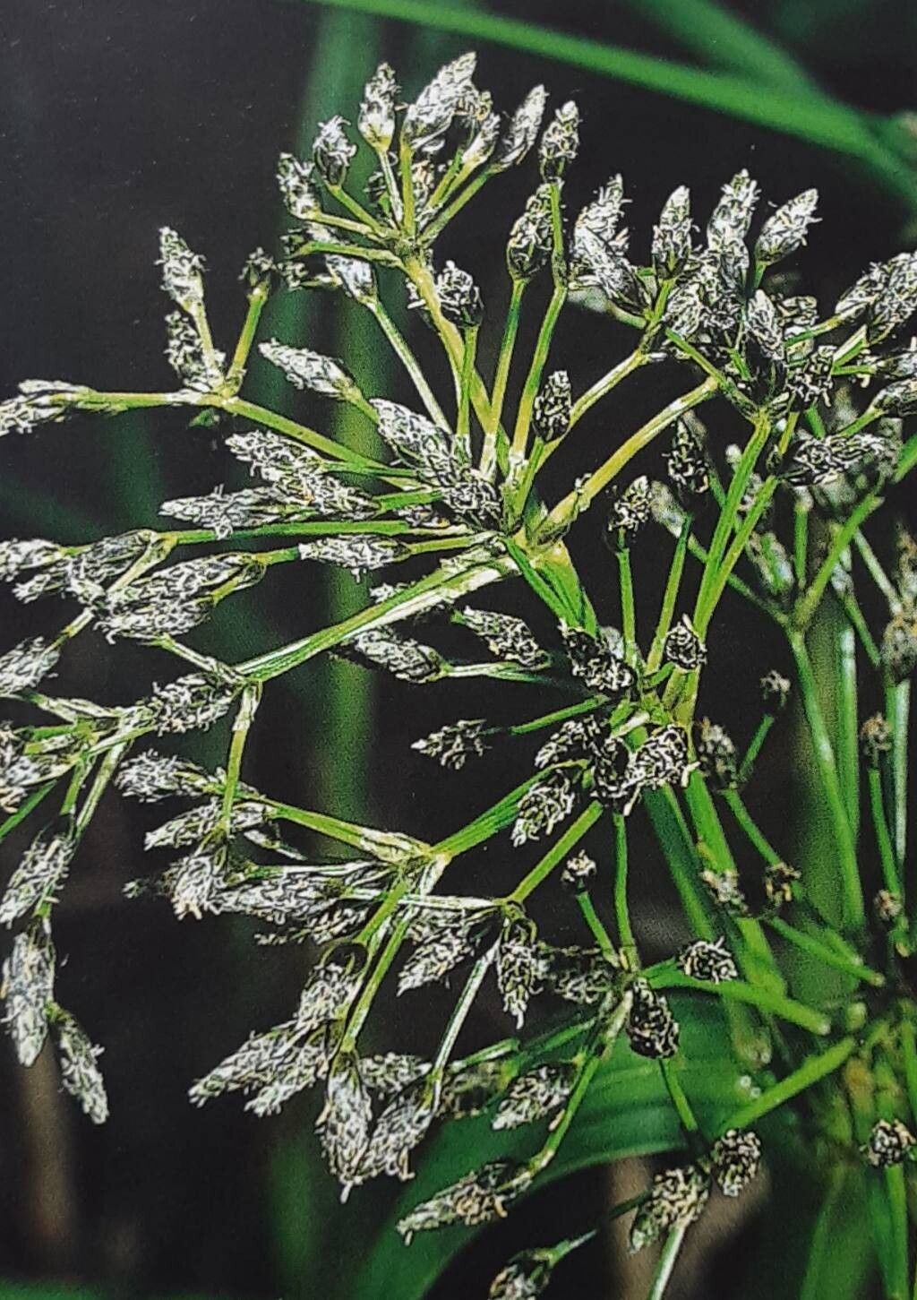 Scirpus radicans habit