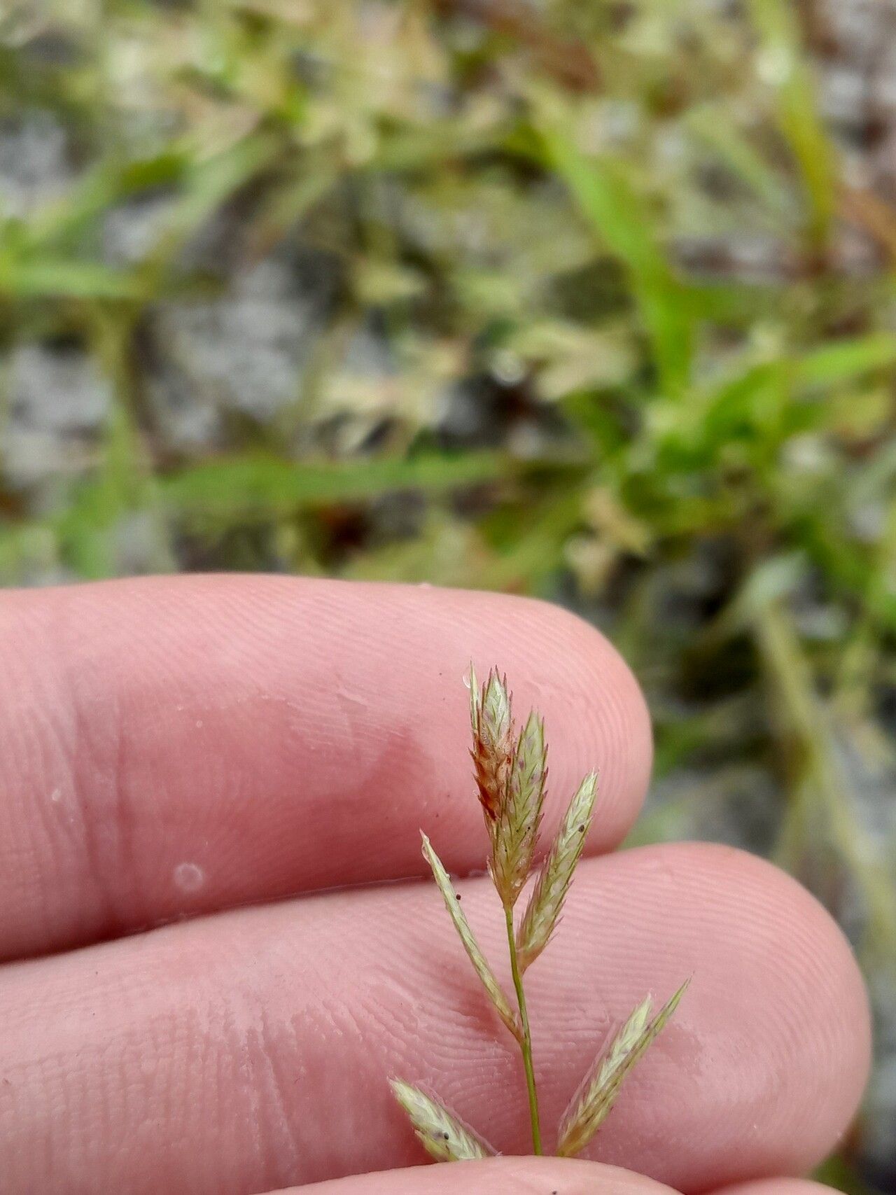 Eragrostis maypurensis flower