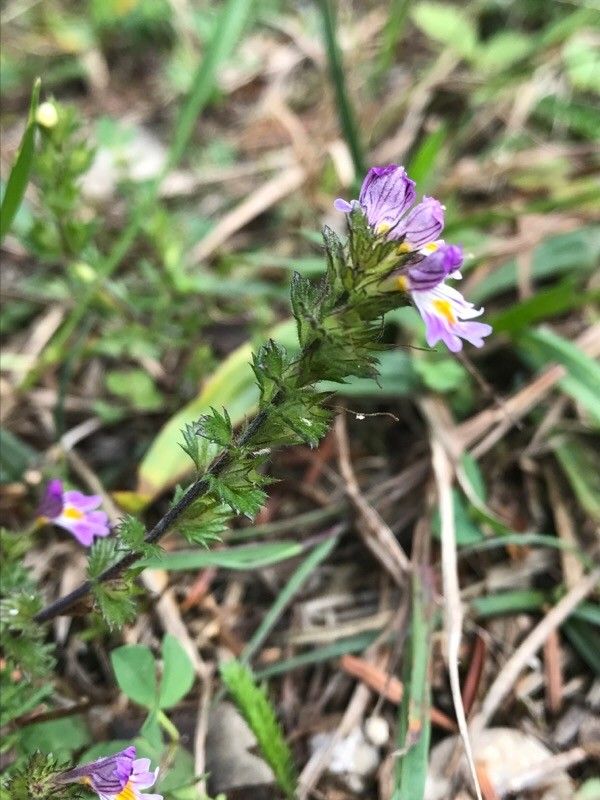 Euphrasia officinalis flower