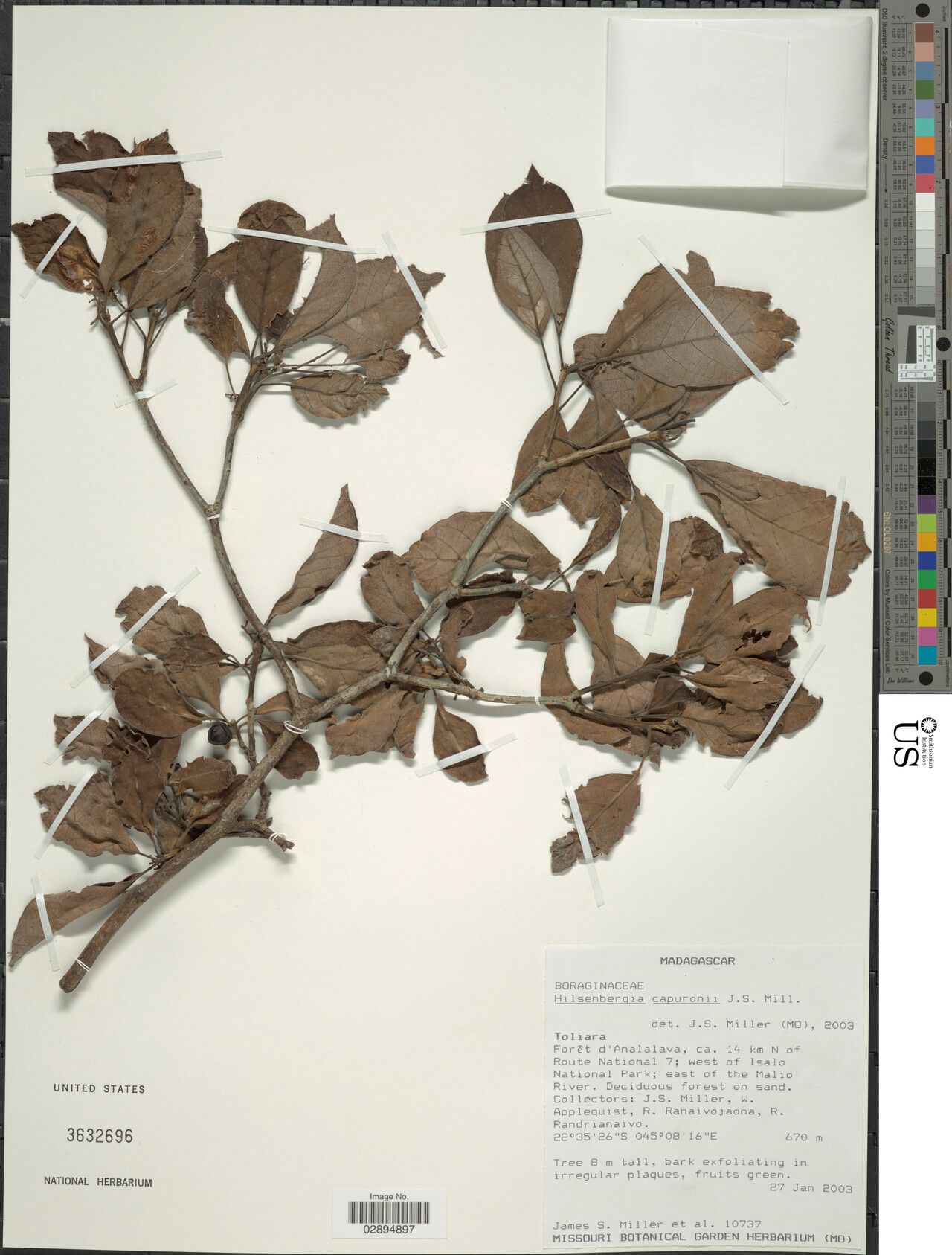 Bourreria capuronii — houseplant care guide