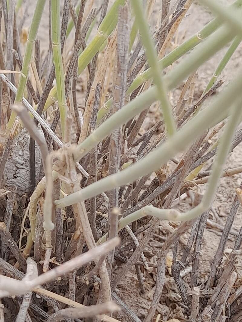 Teucrium oliverianum bark