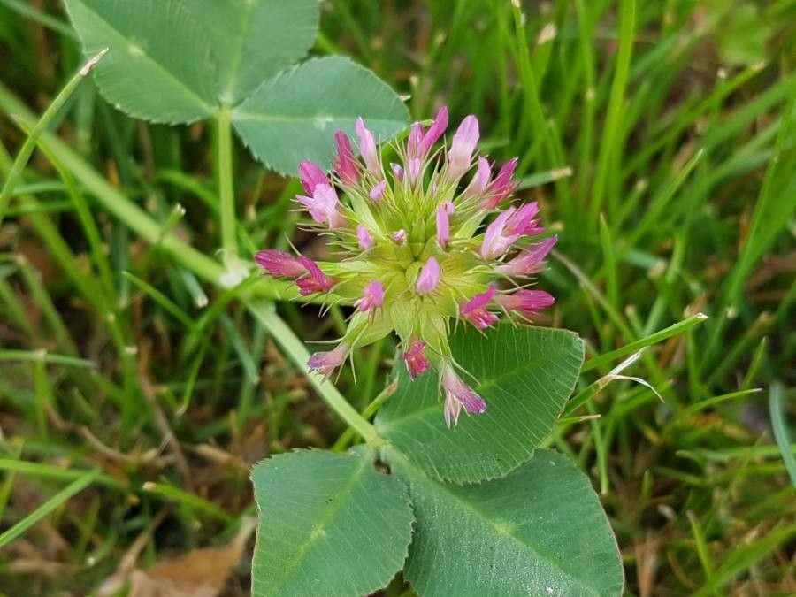Trifolium spumosum flower