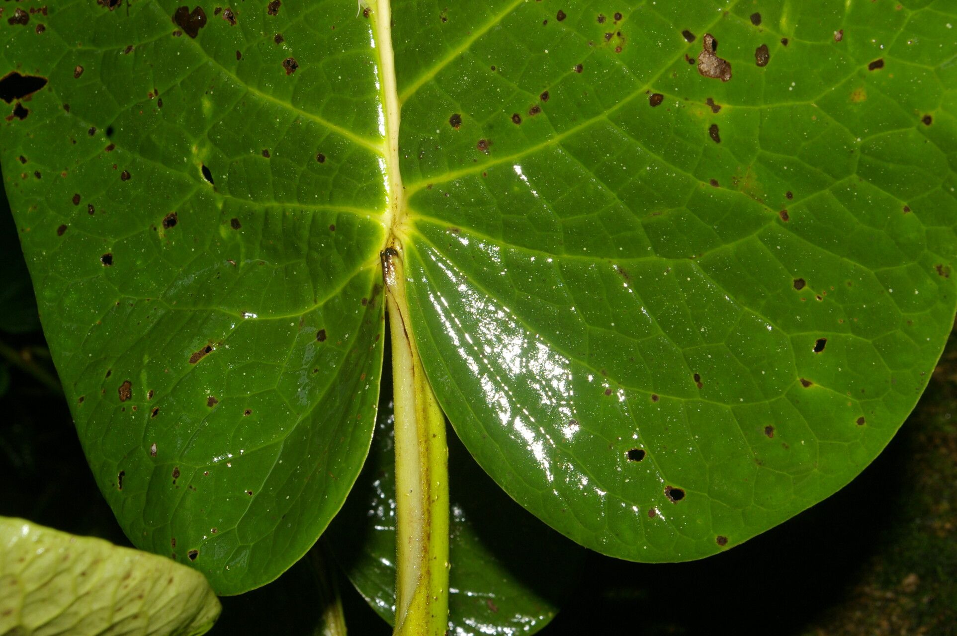 Piper subfuscum — houseplant care guide