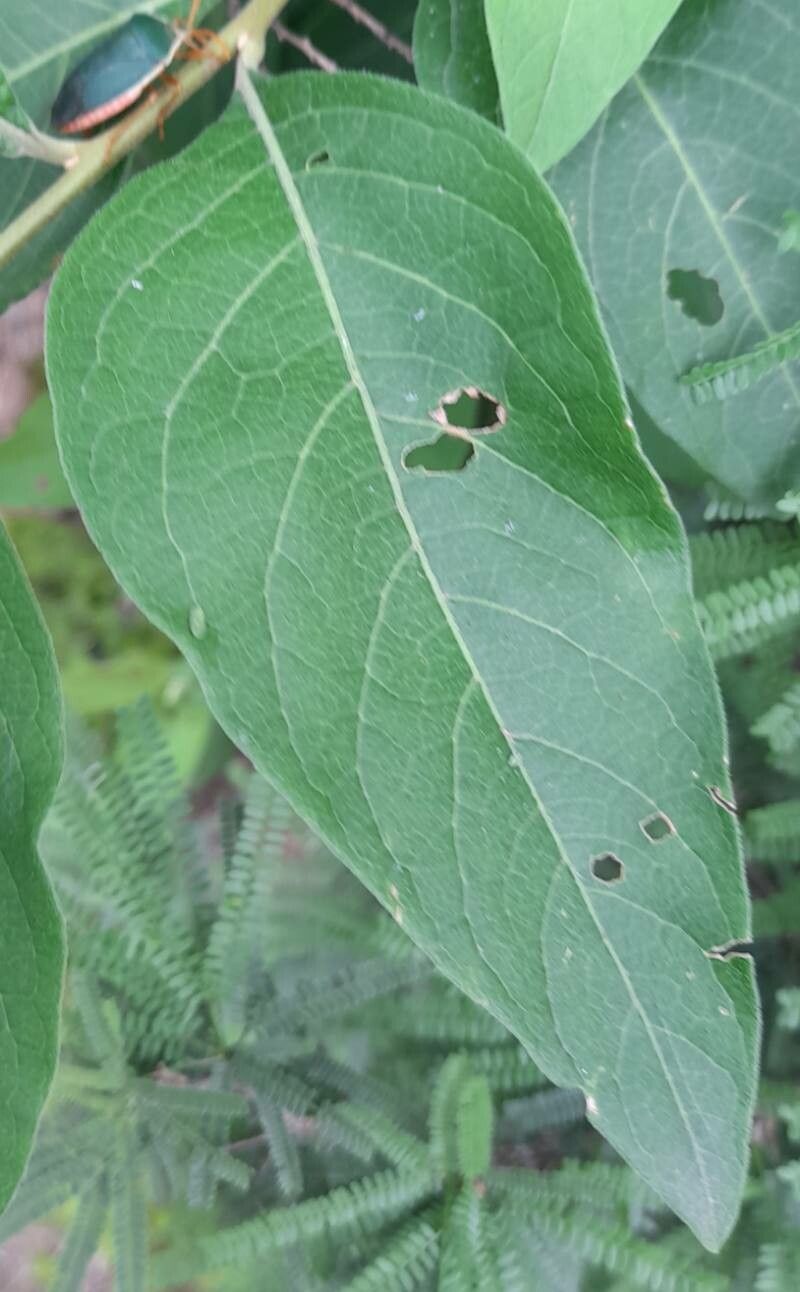 Solanum argentinum — houseplant care guide