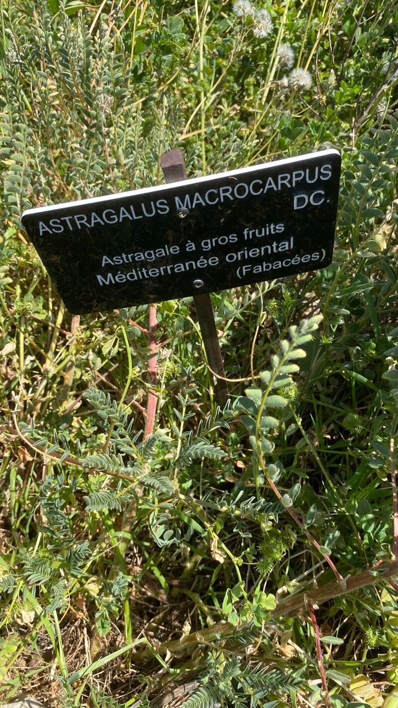 Astragalus pehuenches other