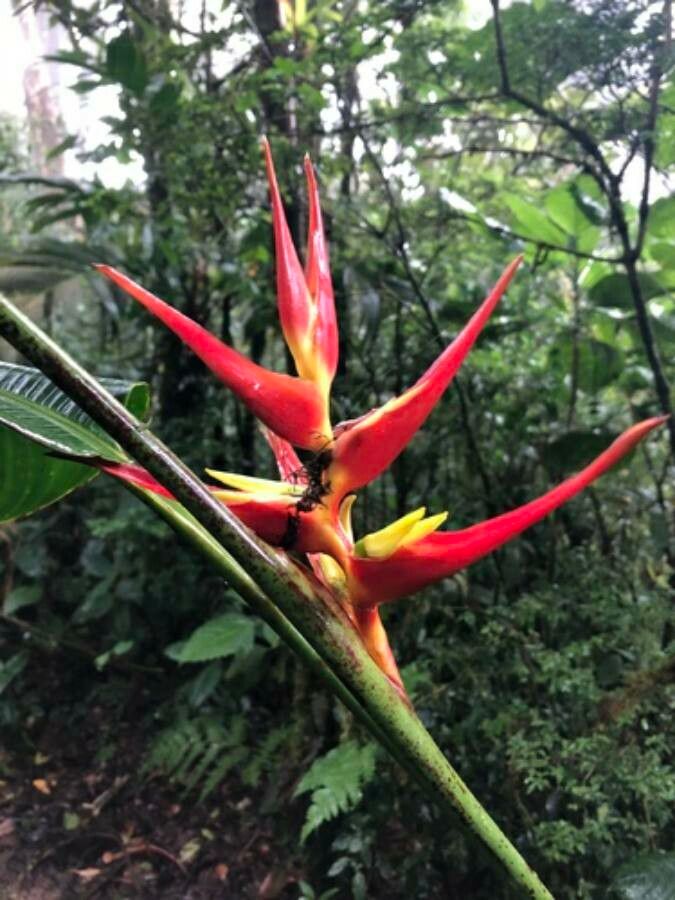 Heliconia monteverdensis — search result for 'Heliconia'