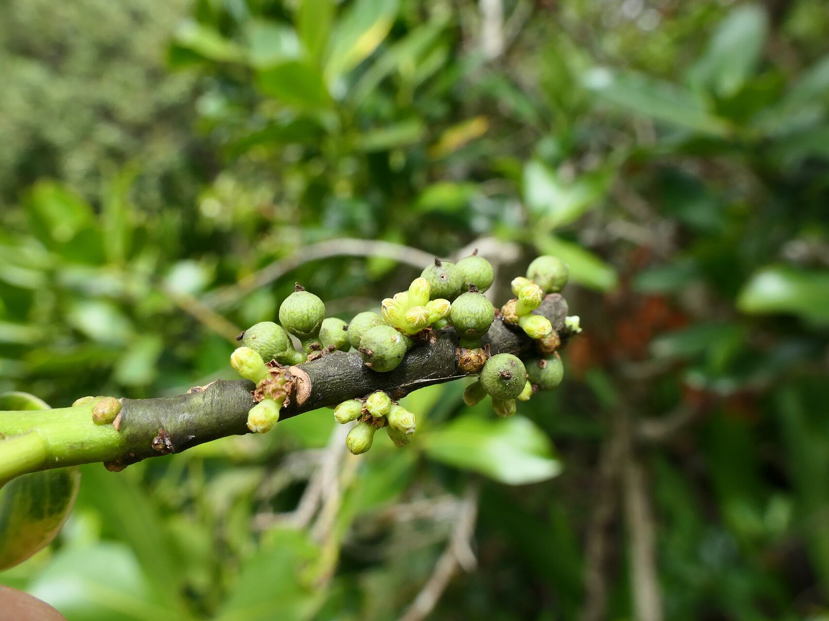 Myrsine latifolia fruit