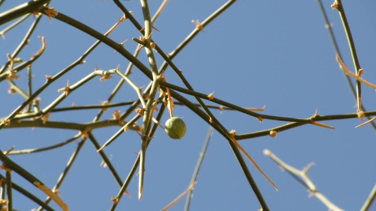 Capparis decidua fruit