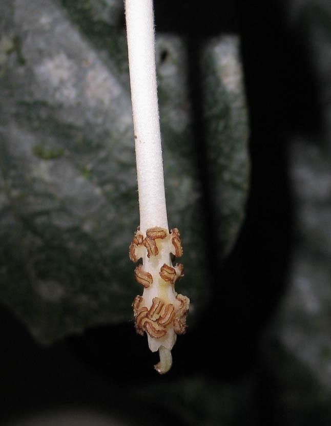 Quararibea pendula flower
