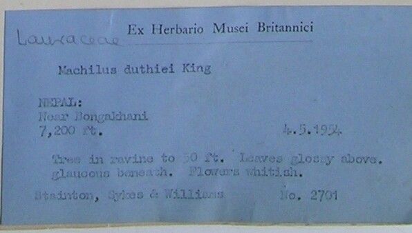 Machilus duthiei other
