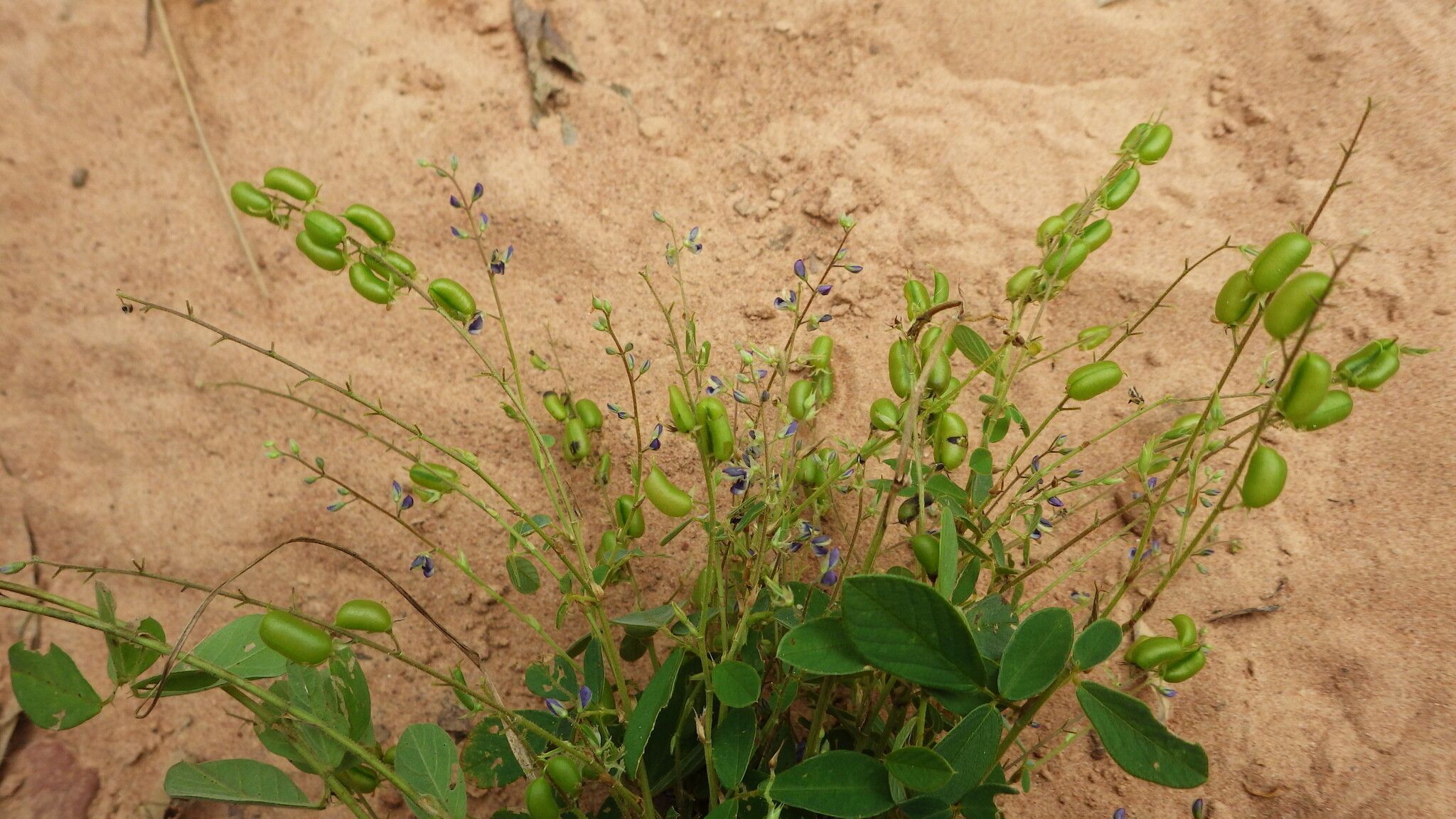 Pycnospora lutescens habit