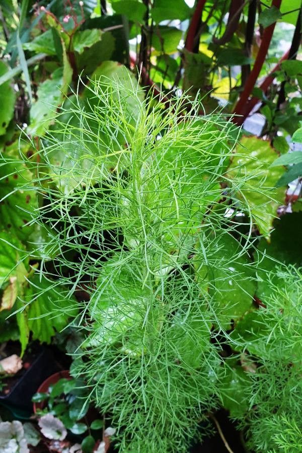 Artemisia scoparia leaf