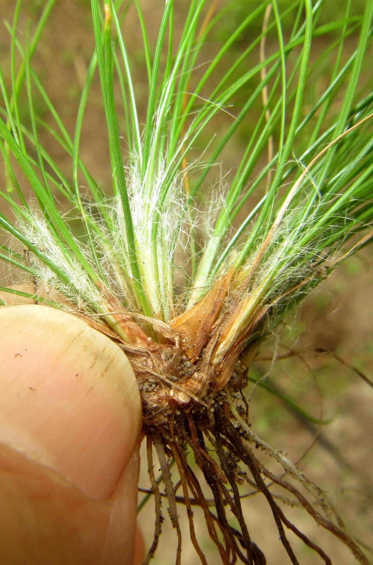 Bulbostylis contexta — houseplant care guide