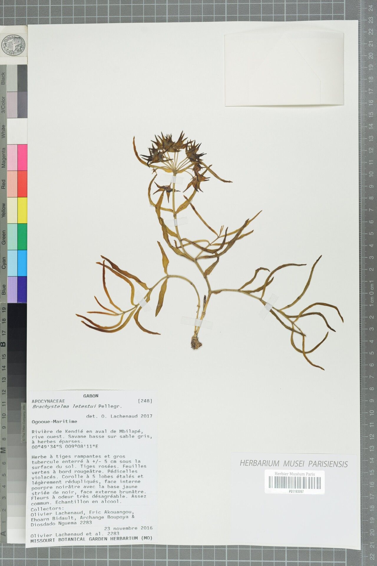 Ceropegia letestui — search result for 'Ceropegia'