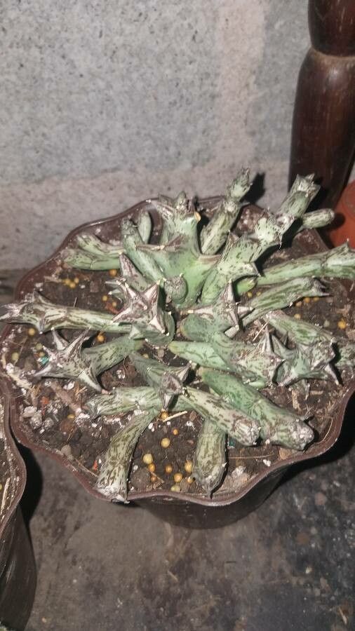 Orbea schweinfurthii — search result for 'Orbea'