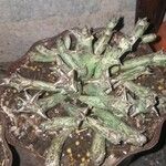 Orbea schweinfurthii