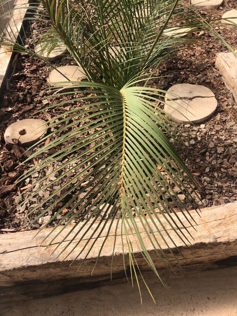 Macrozamia communis — related species from the same genus