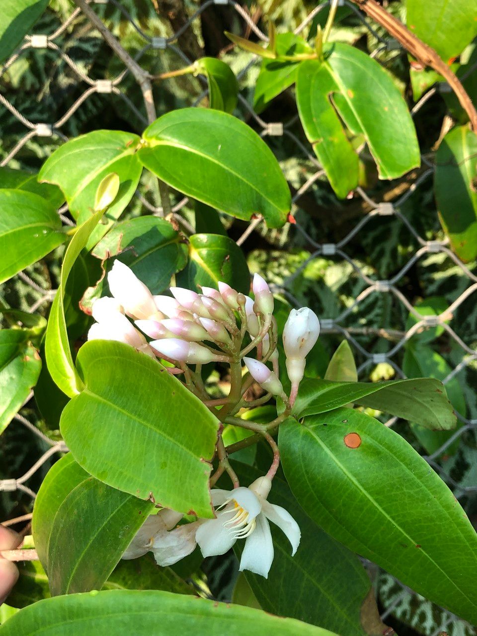 Medinilla crassifolia flower