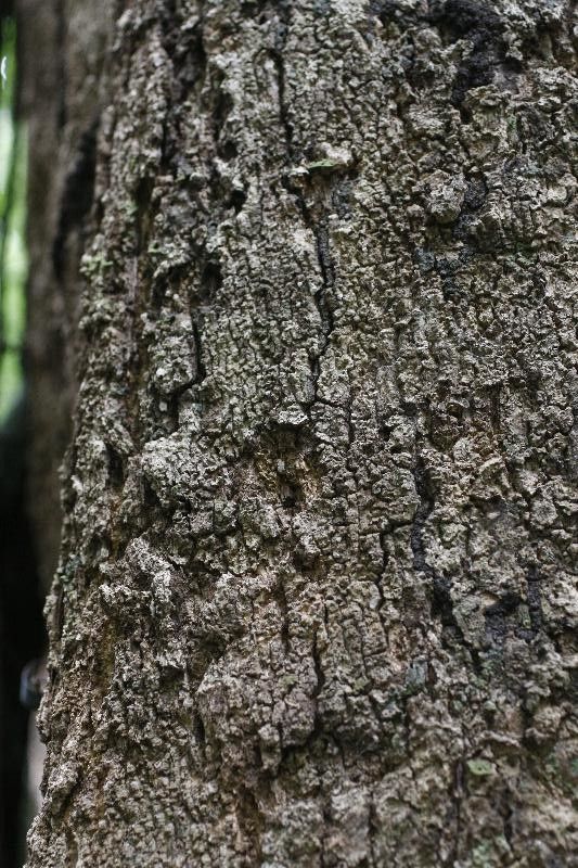 Parinari montana bark
