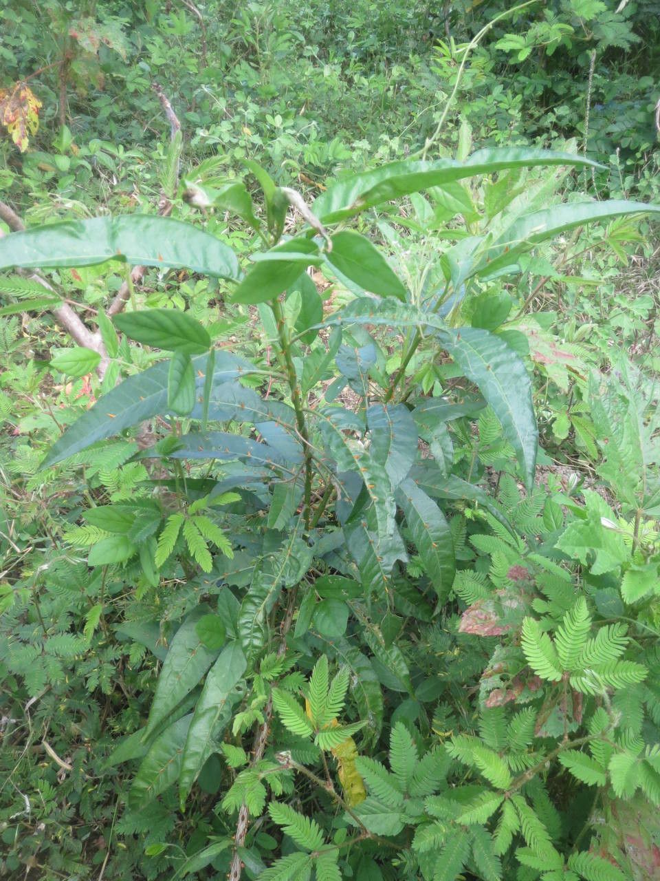 Solanum racemosum habit