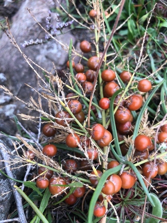 Asparagus tenuifolius fruit