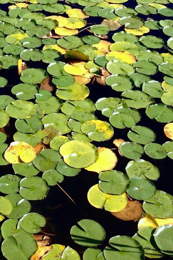 Nymphaea alba leaf