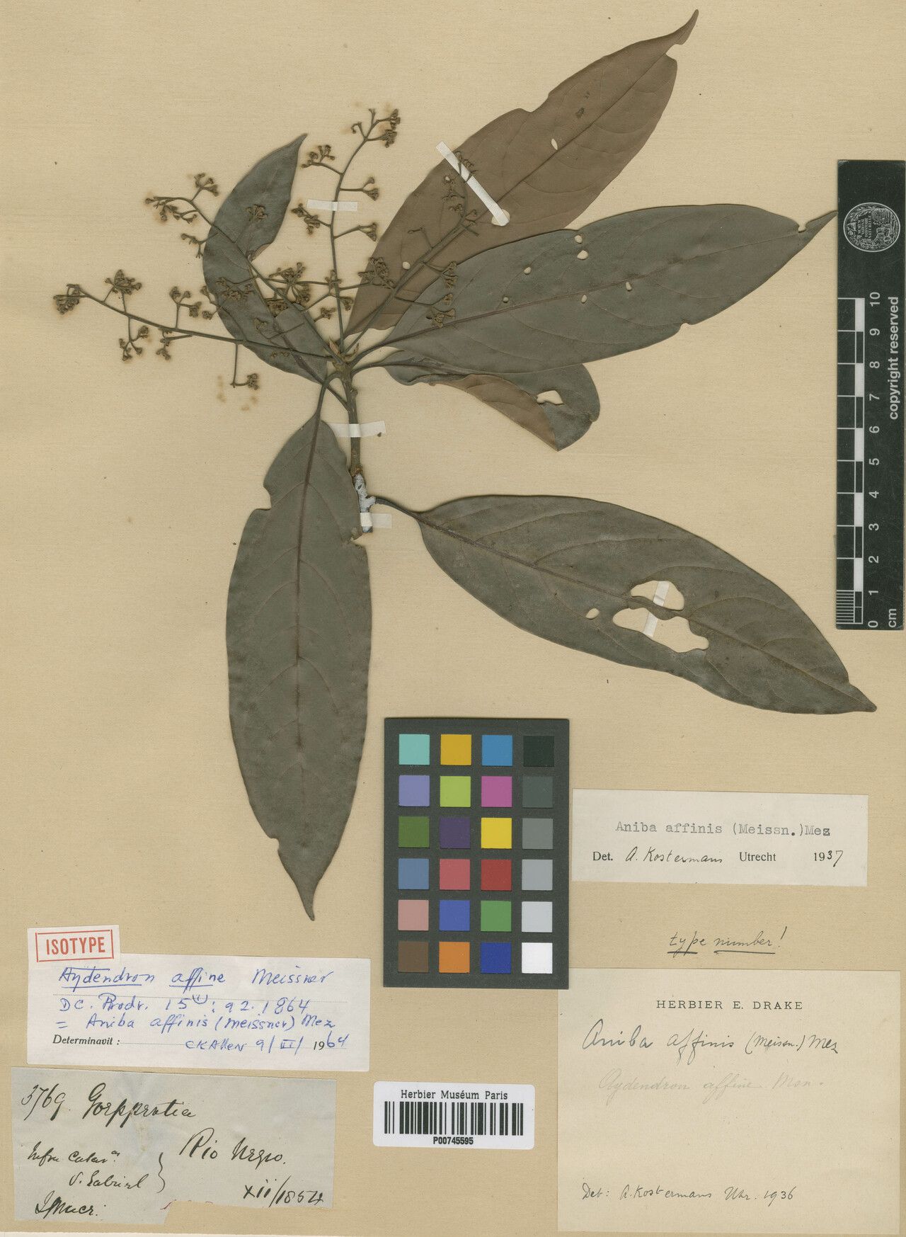 Aniba affinis — related species from the same genus