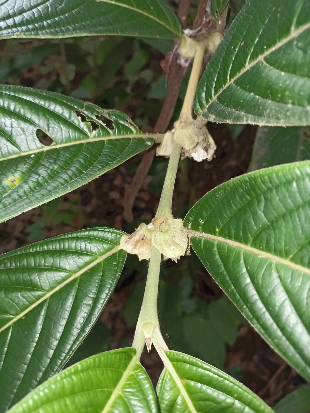 Gironniera nervosa flower