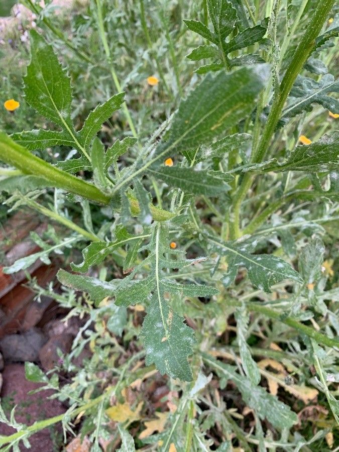 Volutaria lippii — related species from the same genus